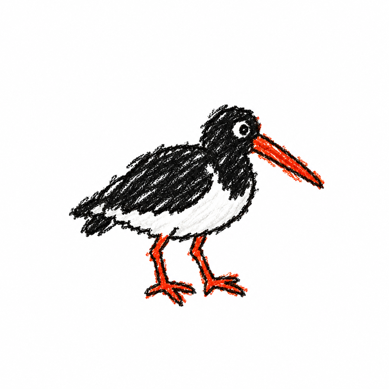 Oystercatcher