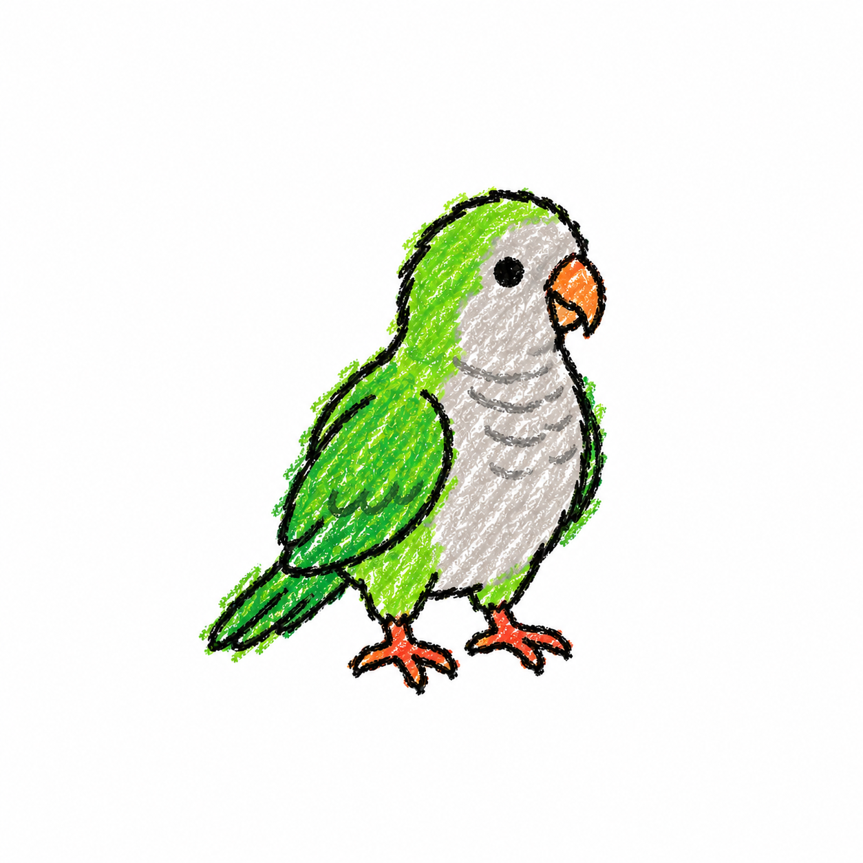 Monk parakeet