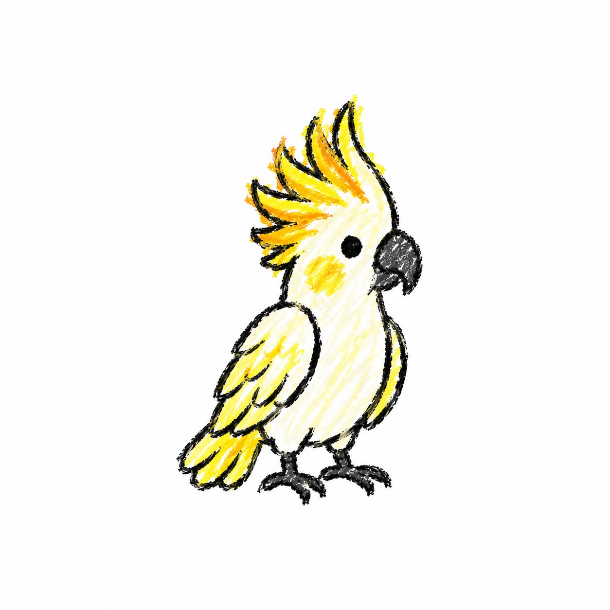 Cockatoo