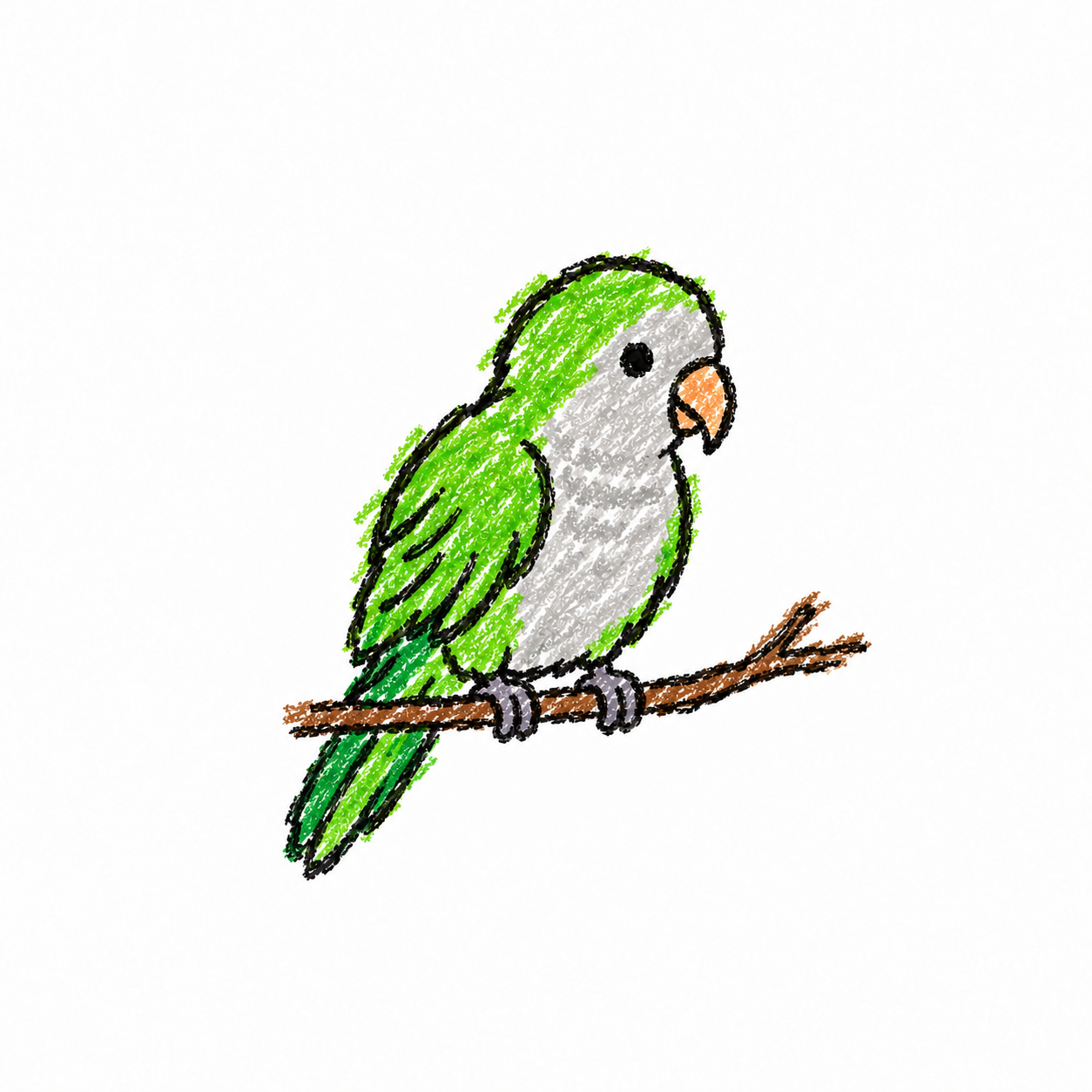Monk parakeet Scene