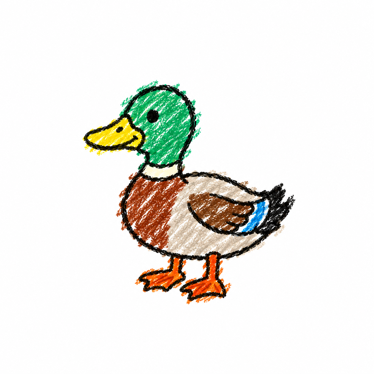 Mallard duck