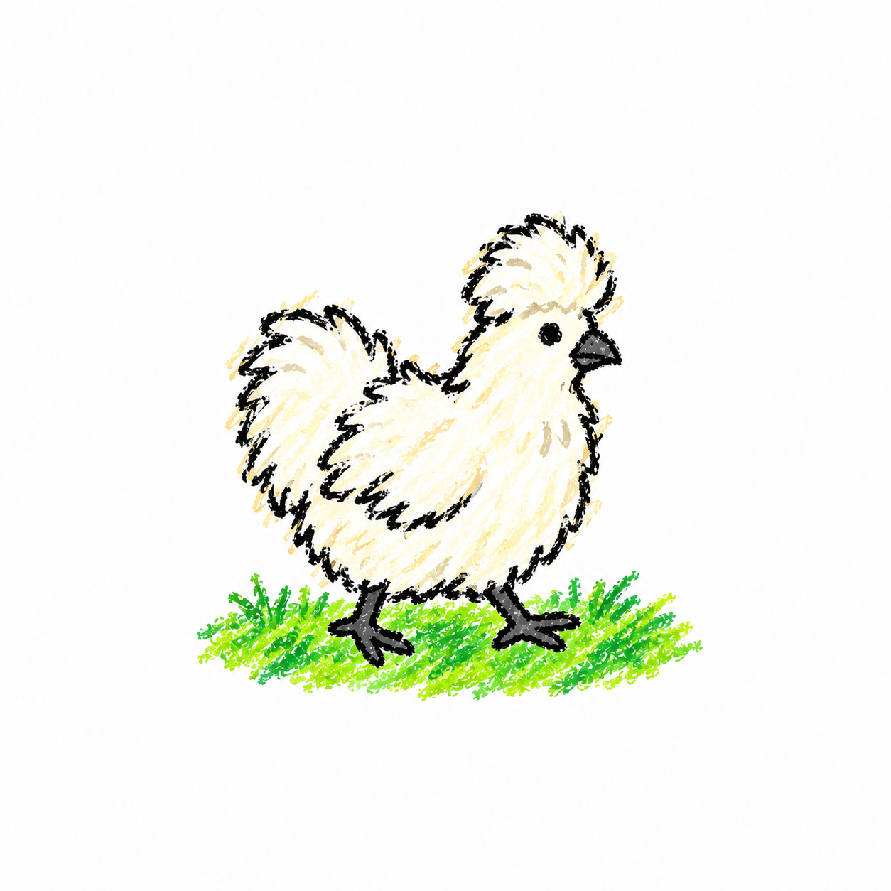Silkie chicken Scene