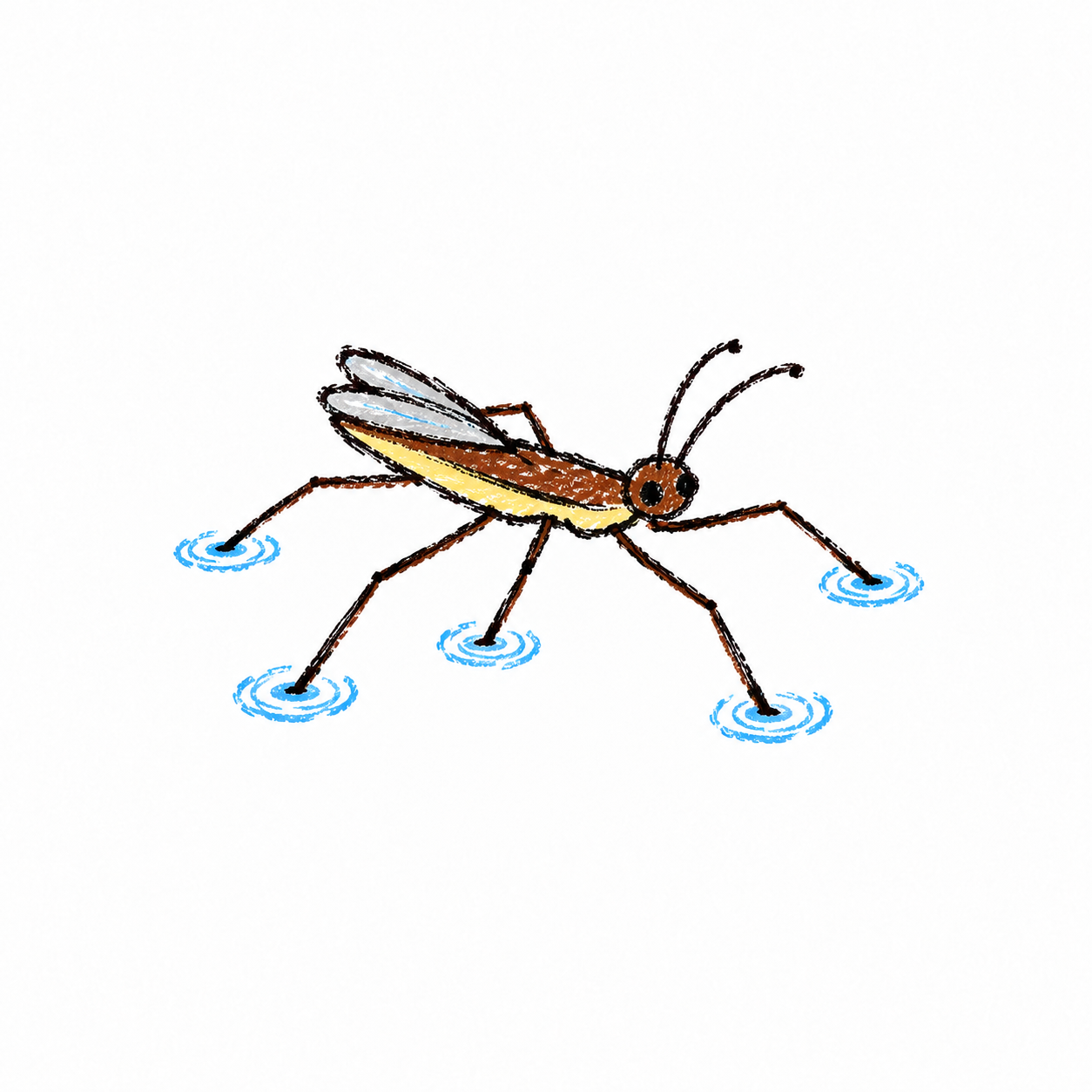 Water strider Scene
