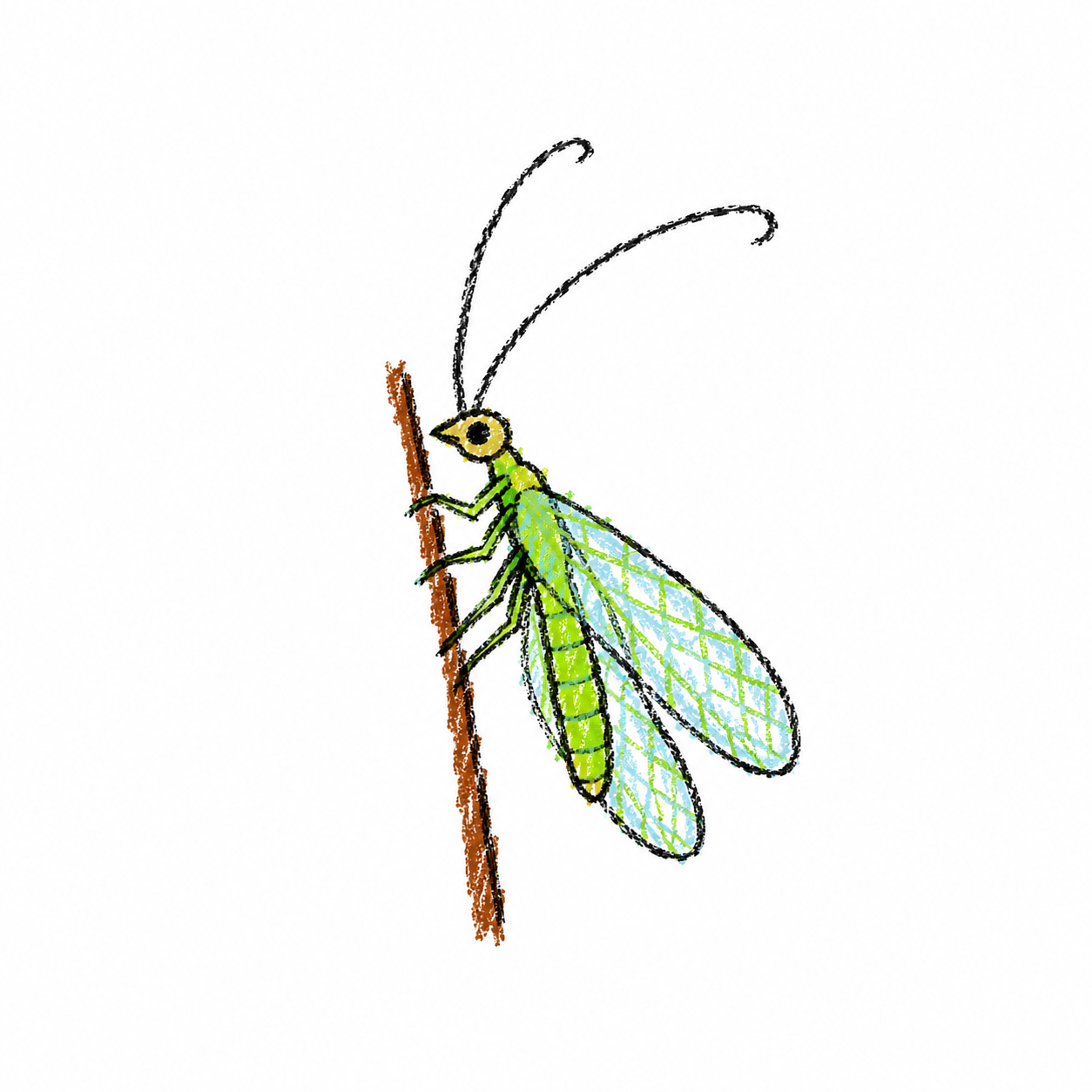 Green lacewing Scene
