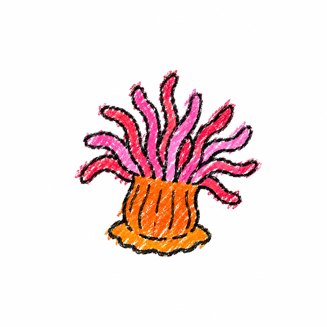 Sea anemone