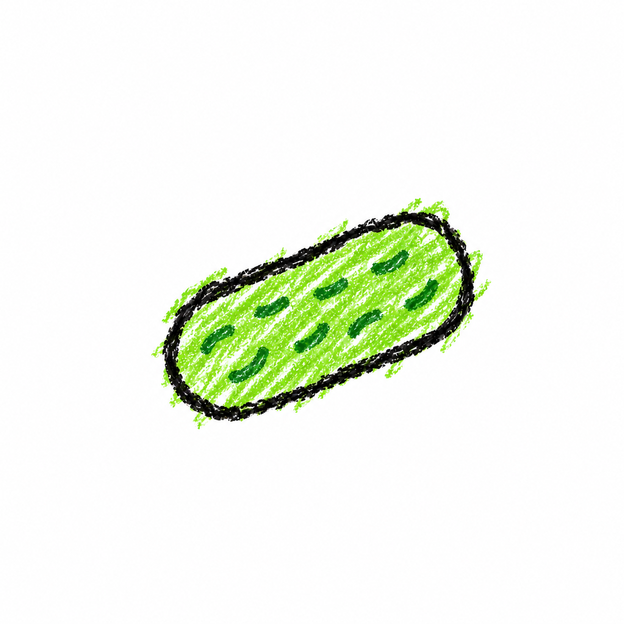 Rod-Shaped Bacterium (Diagram)