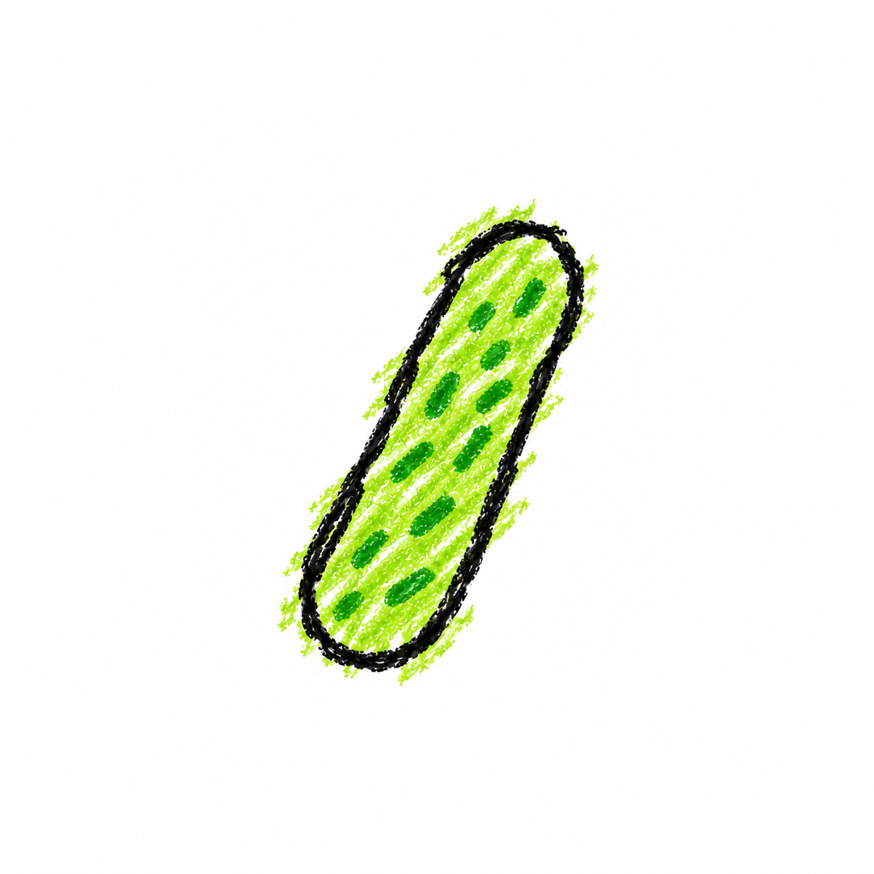 Long Rod-Shaped Bacterium (Diagram)