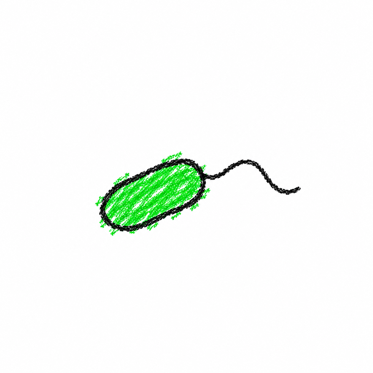 Flagellated Bacterium (Diagram)