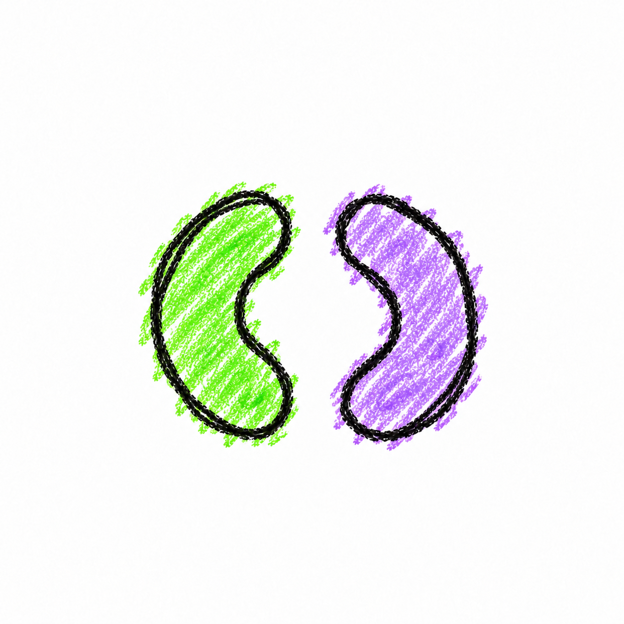 Curved Bacterium (Diagram) Scene