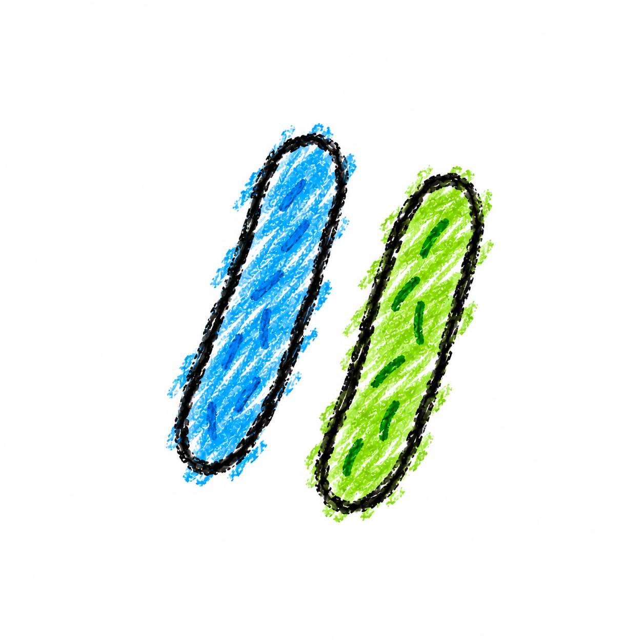 Long Rod-Shaped Bacterium (Diagram) Scene