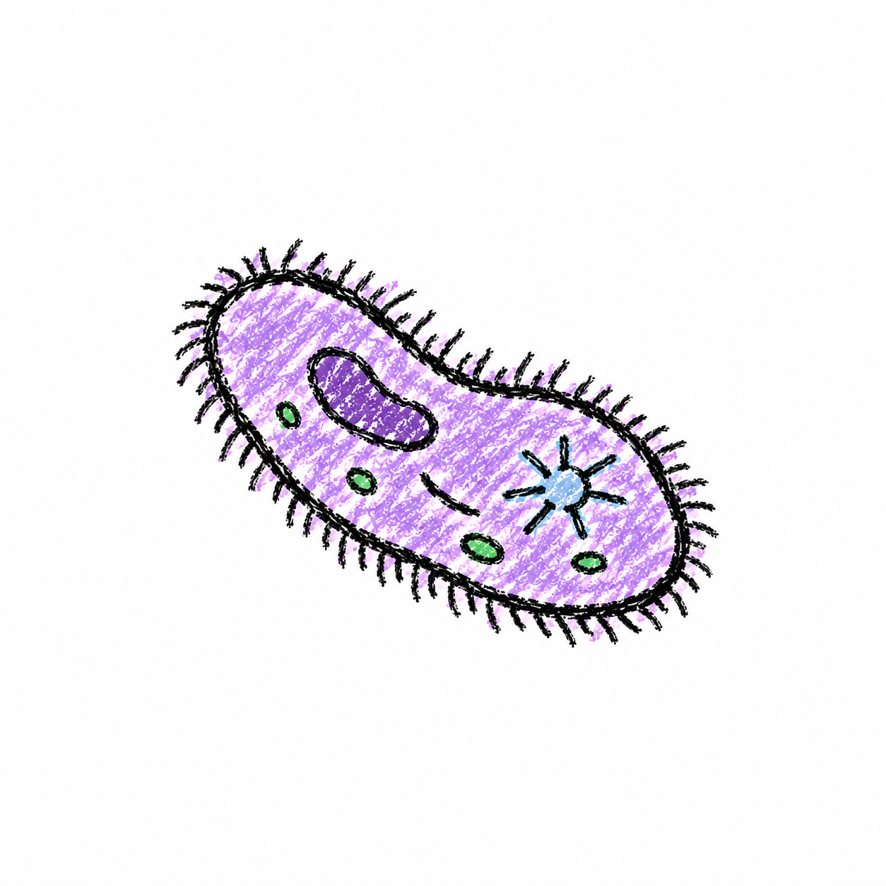Paramecium (Diagram)