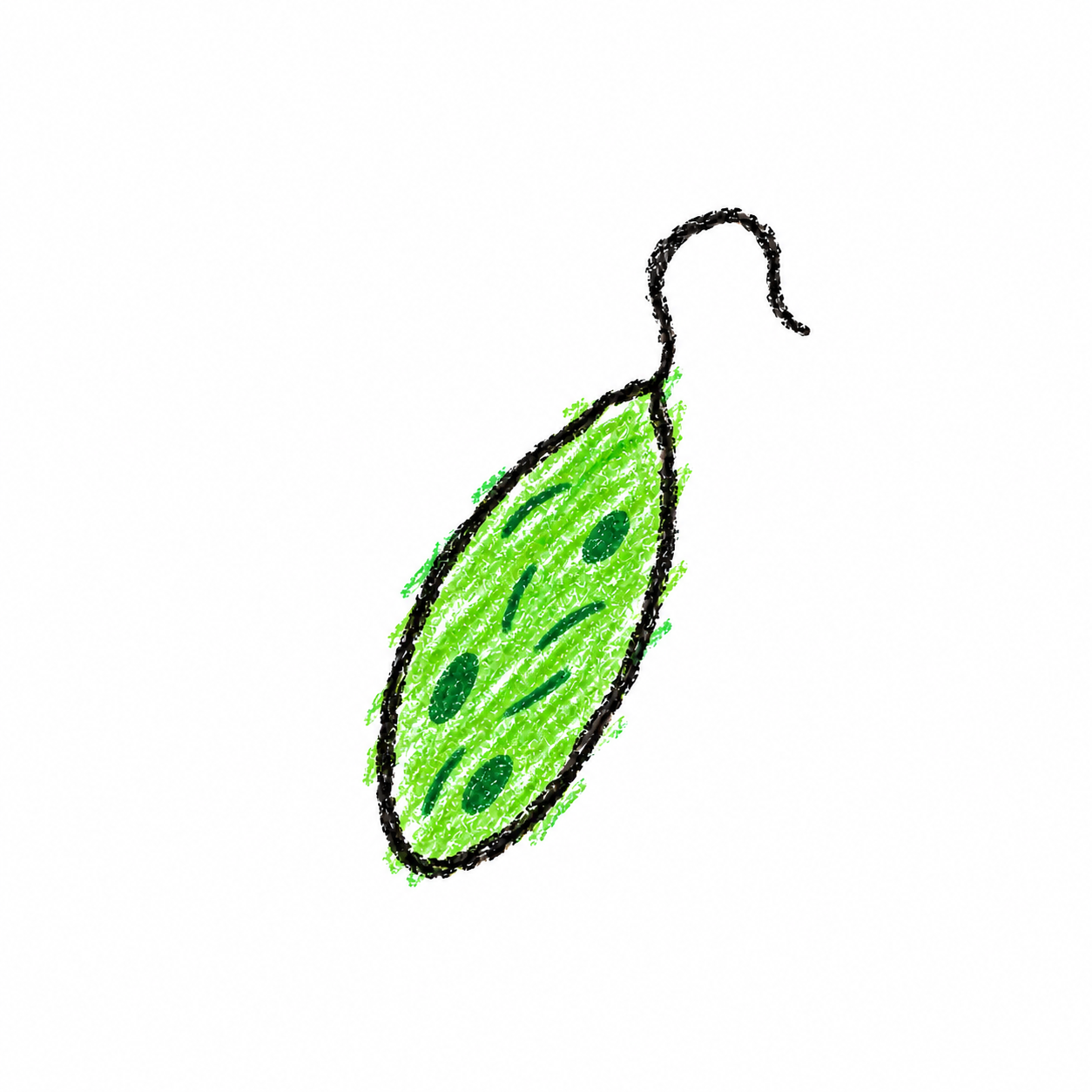 Euglena (Diagram)