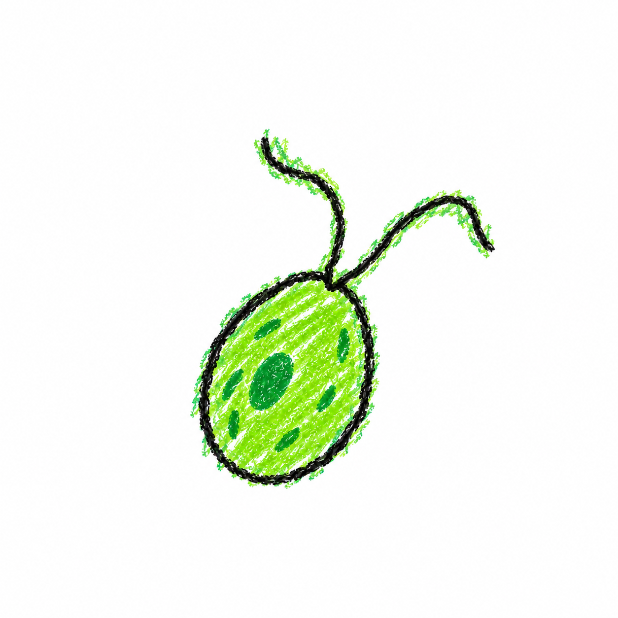 Chlamydomonas (Diagram)