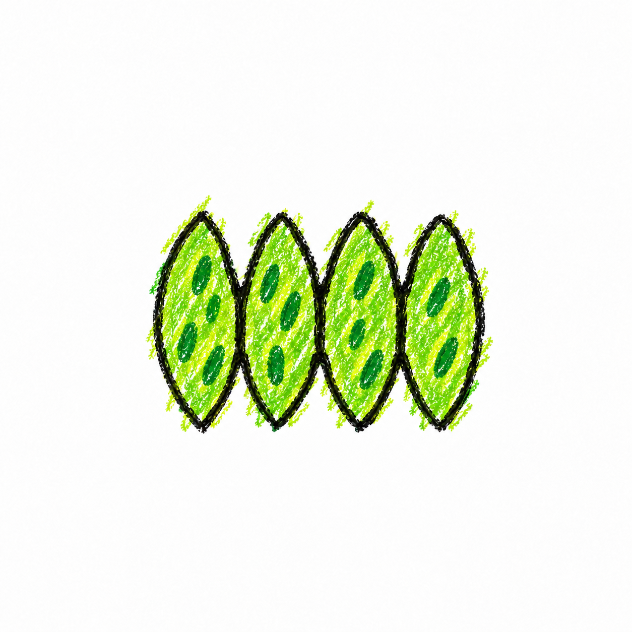 Scenedesmus (Diagram)