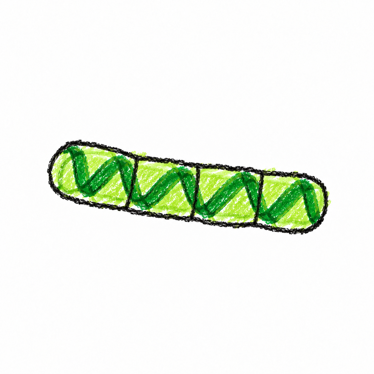Spirogyra (Diagram)