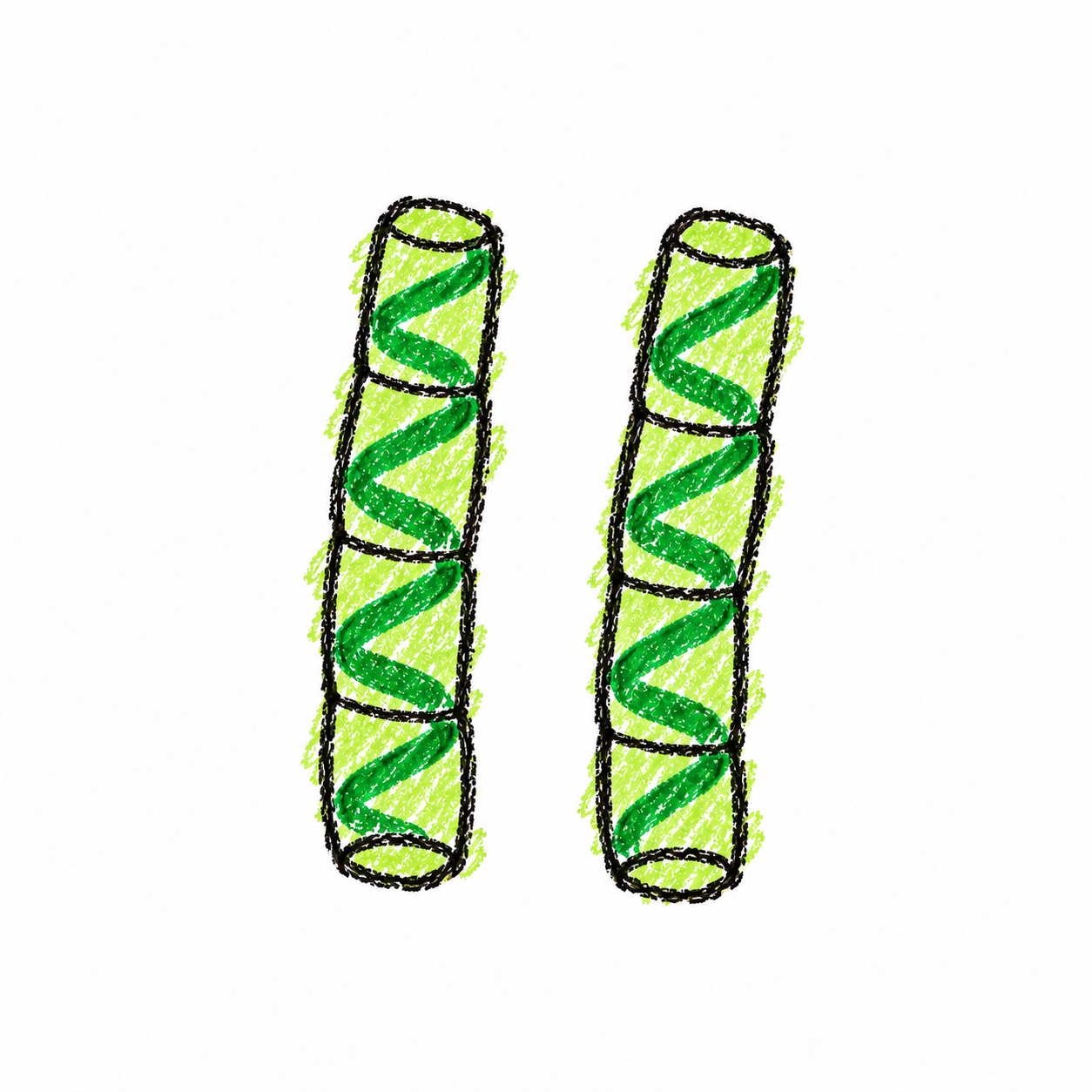 Spirogyra (Diagram) Scene