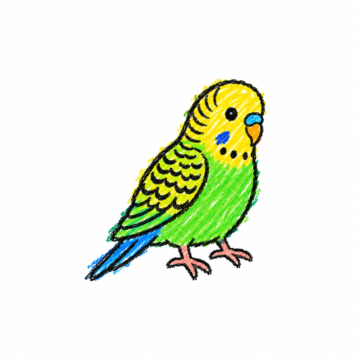 Budgerigar