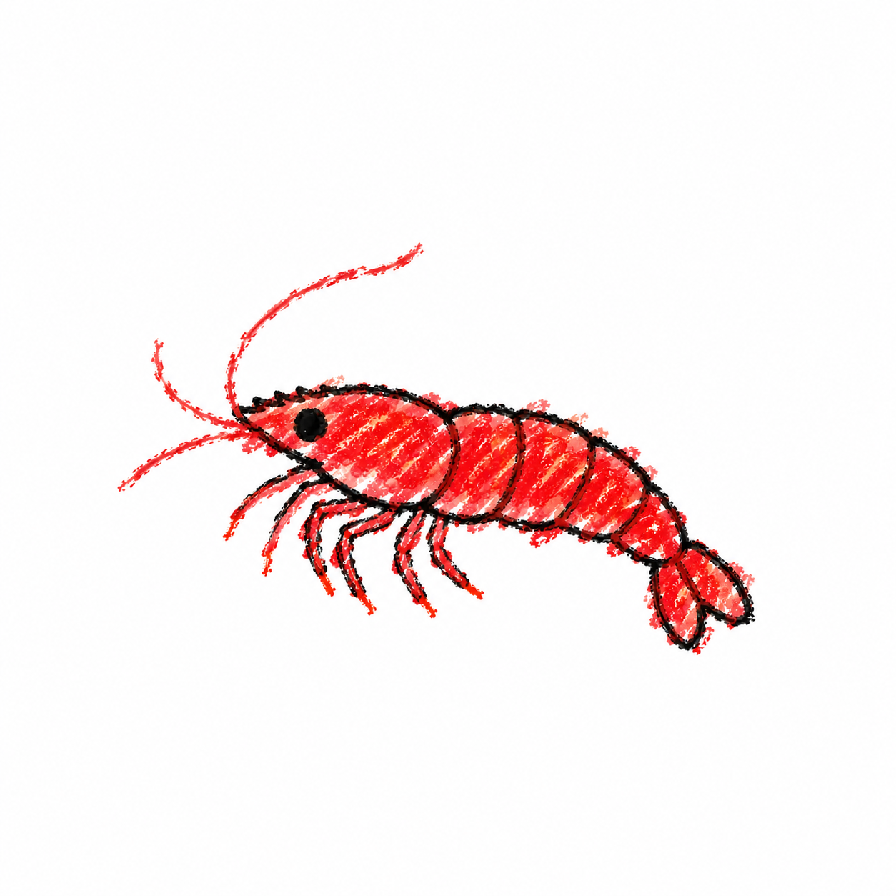 Cherry shrimp