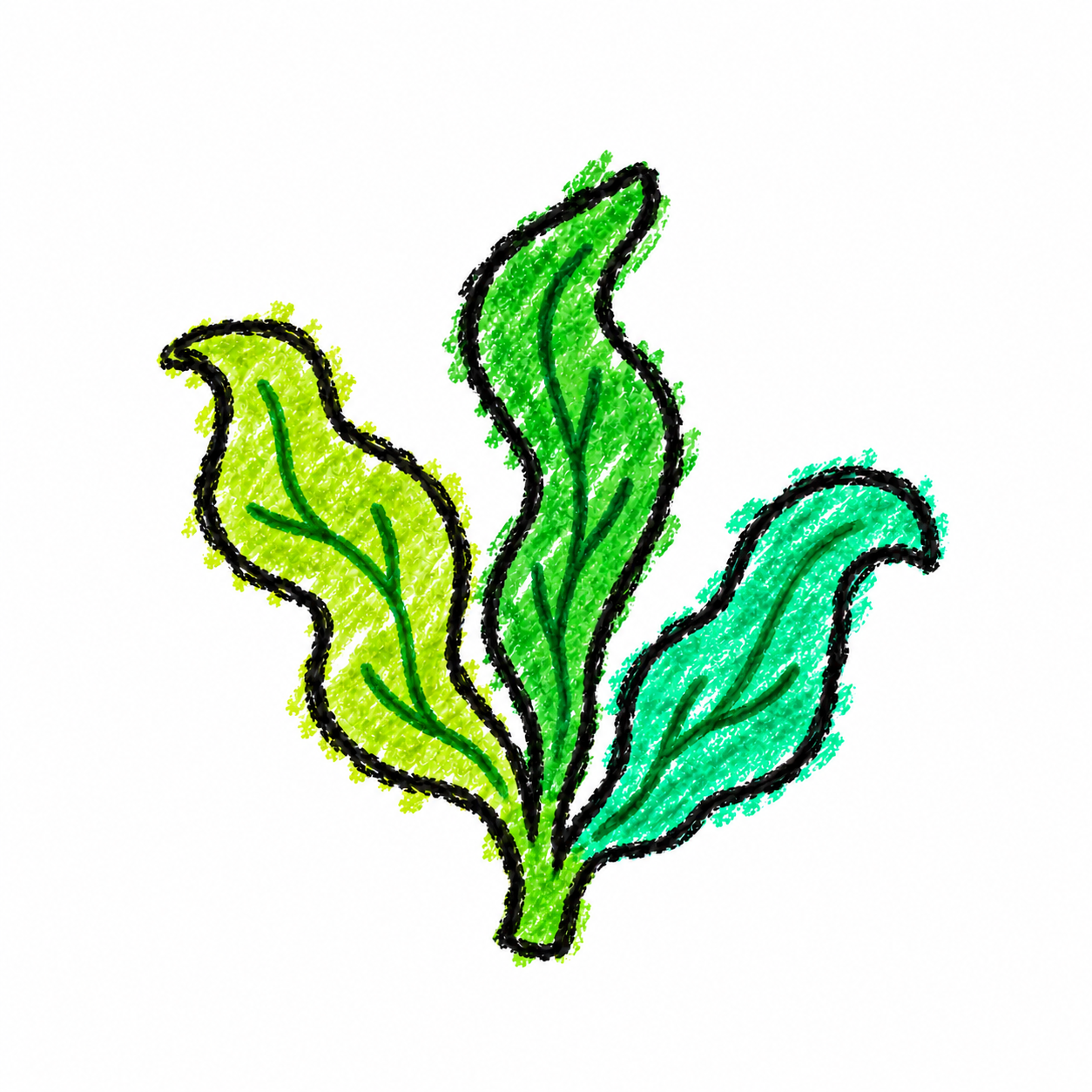 Kelp